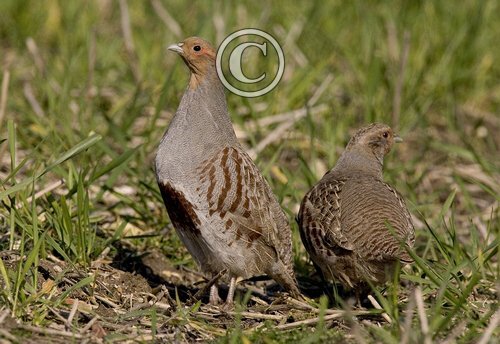 Pair Grey Partridge  2